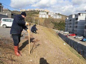 2 Mahalleye 118 Fidan Dikildi