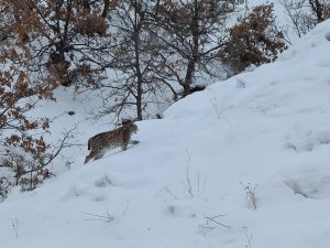 Tunceli’de Kırmızı Listede Bulunan 2 Vaşak Görüntülendi