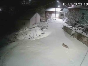 Elazığ’da Aç Kalan Tilki Köye İndi