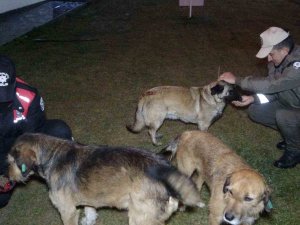 Uşak Polisi Yağmurlu Havada Sokak Canlılarını Unutmadı