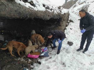 Hakkari’de Başıboş Köpeklere Yiyecek Bırakıldı