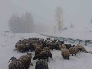 Bingöl’de Besicilerin Zorlu Kış Şartlarıyla Mücadelesi