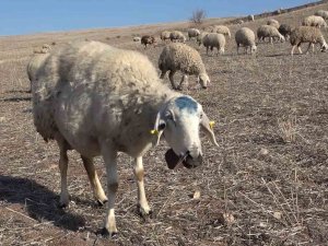Çiçek Hastalığından 150 Tanesi Telef Olmuştu: Karantinaya Alınan 12 Bin Küçükbaş Hayvan Aşılanıyor