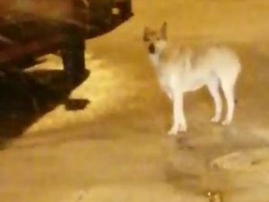 Elazığ’da Aç Kalan Kurt Ve Tilki Şehir Merkezine İndi