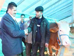 Kurban fiyatları el yakıyor