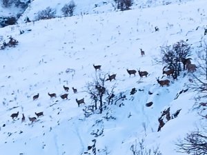 Malatya’da Kar Altında Yiyecek Arayan Yaban Keçileri Görüntülendi