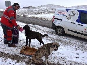 Kocasinan’dan Soğuk Havada Sokak Hayvanları İ̇çin Yemleme Çalışması