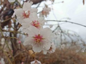 Mardin’de Kış Ortasında Çiçek Açan Ağaçlar Şaşırttı