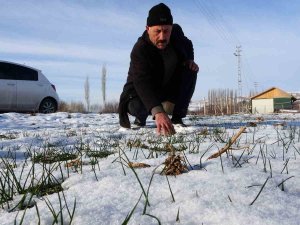 Kar Yağışı Hububat Üreticilerini Umutlandırdı