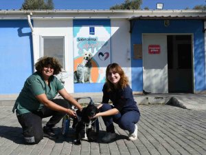 Felçli Köpek ’Karam’ İlgi Ve Sevgiyle Yeniden Yürümeye Başladı