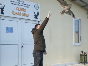 Yaralı Halde Bulunan Baykuş, Tedavisinin Ardından Doğaya Salındı