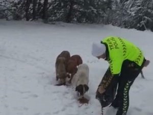 Devriye Gezen Trafik Ekiplerinden Kar Altında Yiyecek Arayan Köpeklere Mama Desteği