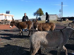 Siverek’te Başıboş Eşekler Toplanıyor