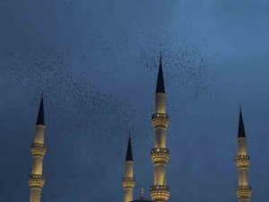 Kırıkkale’de Sığırcık Kuşlarından Görsel Şölen