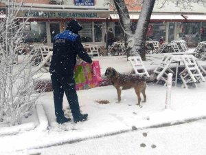 Hisarcık Belediyesi Sokak Hayvanlarını Aç Bırakmadı