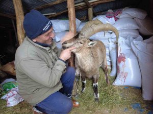 Köpeklerin Saldırısından Kurtardığı Yaban Keçisini Sevmeye Doyamadı