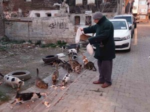 Tekirdağ’da Kedi Sokağı
