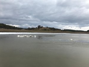 Kısmen Buz Tutan Gölün Keyfini Kazlar Çıkardı