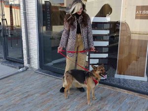 Hatay’da Yaralanan Köpek, 6 Ay Süren Tedavisinin Ardından Sağlığına Kavuştu