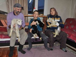 Yeni Doğan Kuzular Donmasın Diye Evde Bakıyorlar