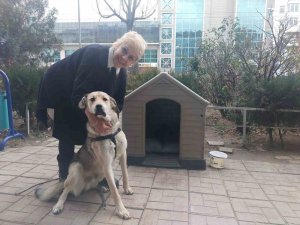 ’Uyutalım’ Dedikleri Köpeği Sevgisiyle Yaşattı