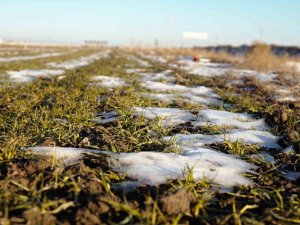 Konya Ovası Rekolteyi Yakalamak İçin Kar Yağışını Bekliyor