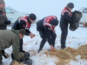 Jandarma Doğaya Yem Bıraktı