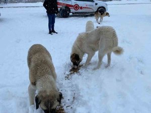 Tunceli’de Sokak Hayvanlarına Mama Ve Su Desteği