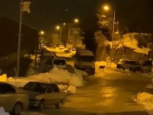 Aç Kalan Kurt İlçe Merkezine İndi