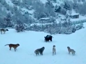 Tunceli’de Yerleşim Yerine İnen Domuzlarla Köpekler Site Bahçesini Paylaşamadı