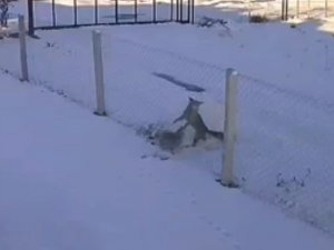 Şehir Merkezine İnen İki Tilkinin Ekmek Kavgası Kamerada