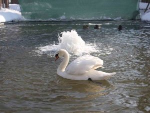 Başkent Beyaz Örtüye Teslim Oldu