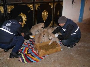 ’Can Dostlar’ İçin 44 Noktaya Mama Bırakıldı