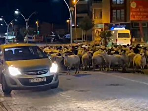 Edremit’te Koyun Sürüsü Bulvarı Kapattı
