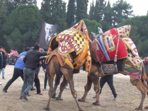 Gömeç’te Deve Güreşi Heyecanı Yaşandı