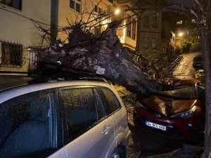 Üsküdar’da Yarım Asırlık Akasya Ağacı 2 Otomobilin Üzerine Devrildi