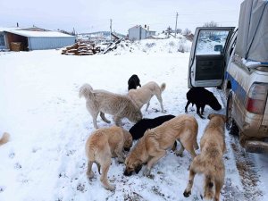 Emet Belediyesi’nden Sokak Hayvanlarına Yem Ve Mama Desteği