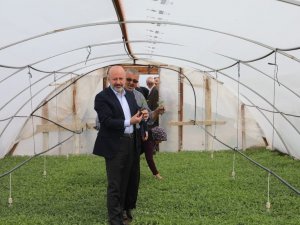 Kocasinan Belediyesi Domates Fidesi Alacak