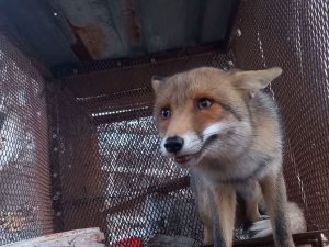 Emekli Polisin "Battal Gazi" Kapanı, Tilkilerin Kabusu Oldu