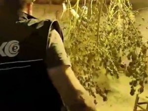 Aydın’da Uyuşturucu Satıcısı Tutuklandı