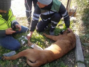 Yaralanan Arama Kurtarma Köpeğine İlk Müdahale Şile Belediyesi’nden