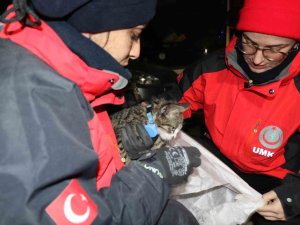 Yavru Kedi Saatler Sonra Enkaz Altından Canlı Çıktı