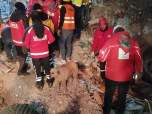 Deprem Bölgesindeki Köpek Kızılay Ekiplerinin Maskotu Oldu
