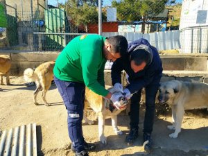 Sokak Hayvanlarına Sahip Çıkıldı