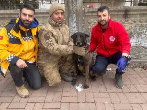 Bitlis Umke Ekibi Yaralanan Köpeklere De Müdahale Ediyor