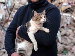 Depreminin 110’uncu Saatinde Bir Kedi Enkazdan Canlı Çıkartıldı