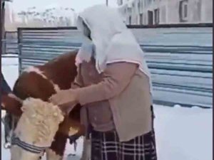 Nazime Nine Elleriyle Büyüttüğü Boğasını Sattı, Parasını Deprem Bölgesine Gönderdi