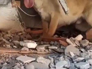 Arama Kurtarma Köpekleri De Mehmetçikler İle Birlikte Deprem Bölgelerinde Aralıksız Görev Yapıyor