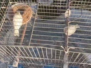 Yüzyılın Felaketinde Enkaz Altından 6 Kafes Kanarya Çıkardılar