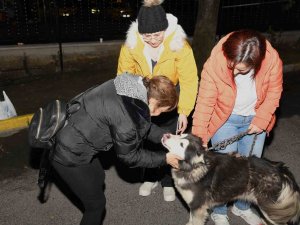 Depremzede Köpek Bella İ̇stanbul’da Yeni Ailesine Kavuştu